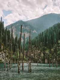 Have You Ever Seen Trees Growing From the Lake? Come to Kazakhstan!