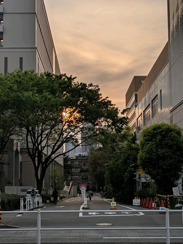 Modern Tokyo Views🏙️