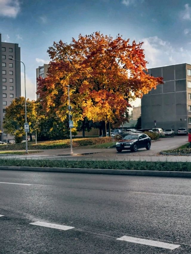 Vilnius: Europe's Largest UNESCO Old Town (360 Hectares of Baroque Splendor) Vilnius: Europe's Largest UNESCO Old Town (360 Hectares of Baroque Splendor)