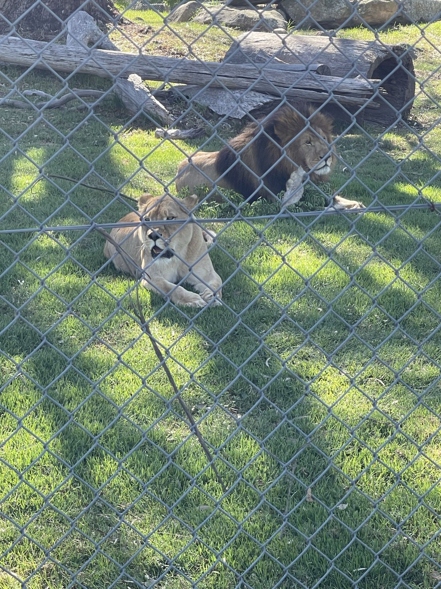 Unforgettable Day at Mogo Wildlife Park: A Must-Visit for Animal Lovers