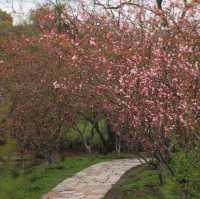 Shanghai Gongqing Forest Park🪵