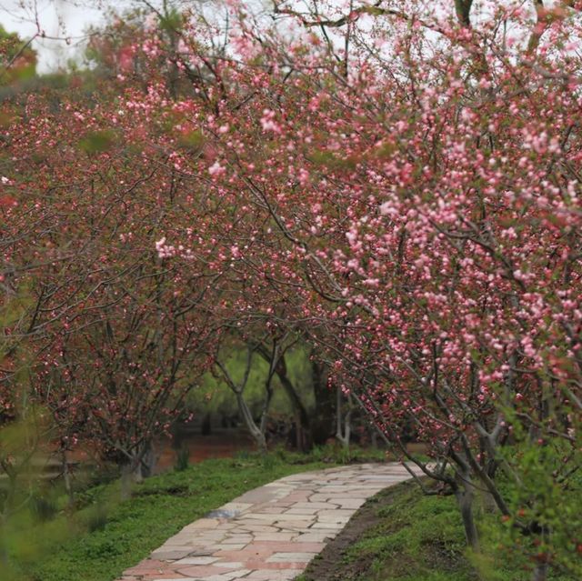 Shanghai Gongqing Forest Park🪵 Shanghai Gongqing Forest Park🪵