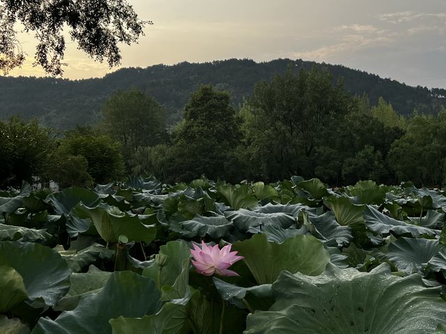 Hongcun Village 