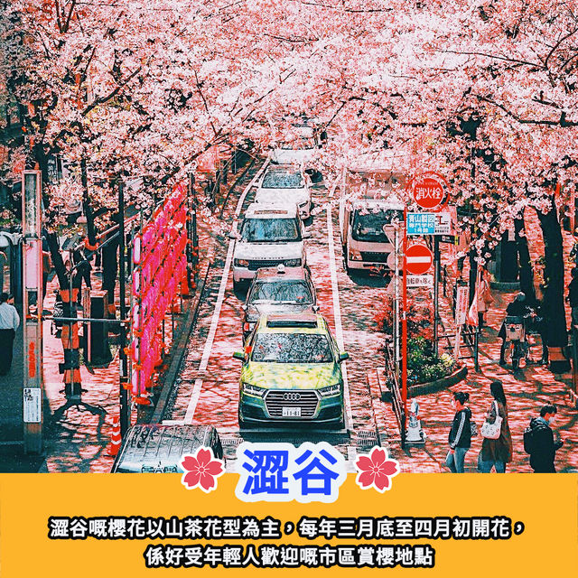 日本賞櫻景點全攻略🌸