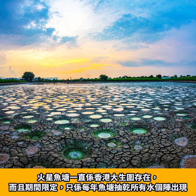 大生圍期間限定｜火星魚塘🐟