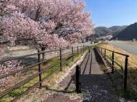 Cherry Blossom Viewing & Japan Sea