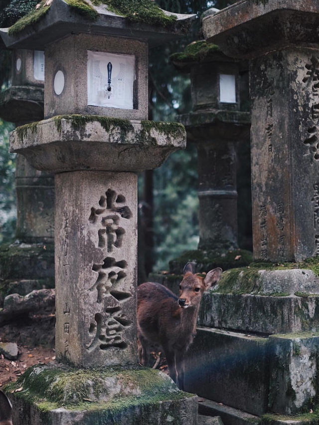 Nara Travel Guide - Japan Charter Tour Guide