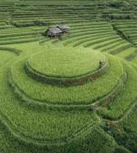 Lost in the mesmerizing terraced fields of Mù Cang Chai, where nature paints a breathtaking masterpiece!🌾🏞️
