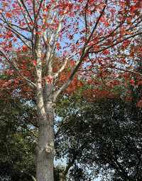 今年秋天，一定要去看合肥的紅杉林，抓住秋天的尾巴！