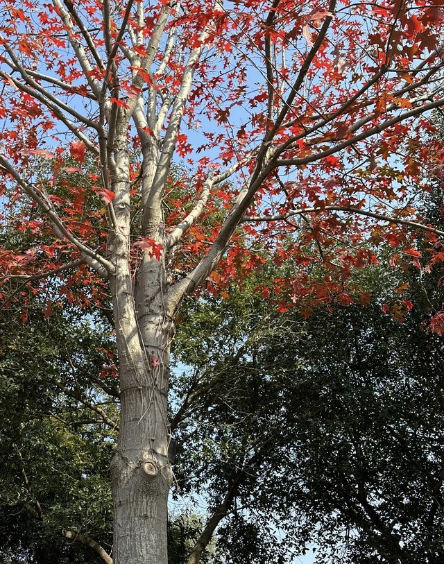 今年秋天，一定要去看合肥的紅杉林，抓住秋天的尾巴！