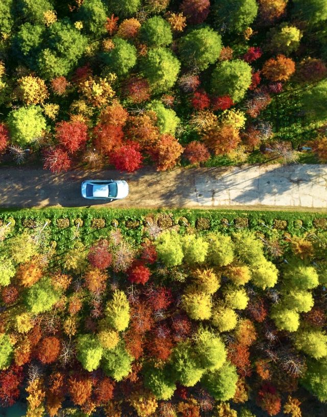 今年秋天，一定要去看合肥的紅杉林，抓住秋天的尾巴！