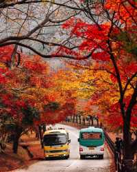 巫山的紅楊樹是一幅妖嬈多姿的秋日畫卷