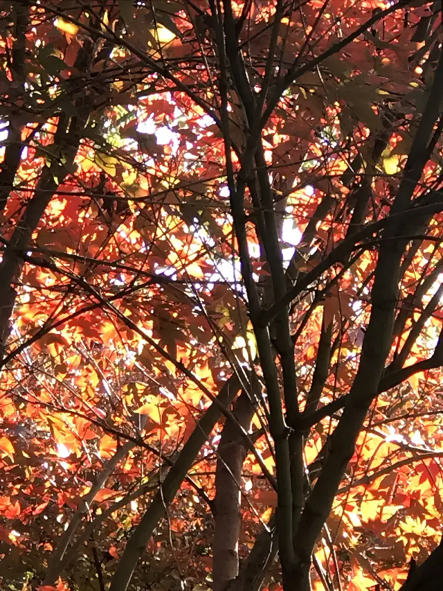 秋の色素