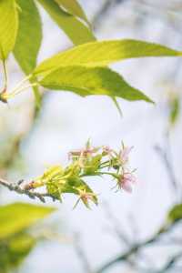 羚羊峽古棧道森林公園：一個富有生命力的綜合性公園