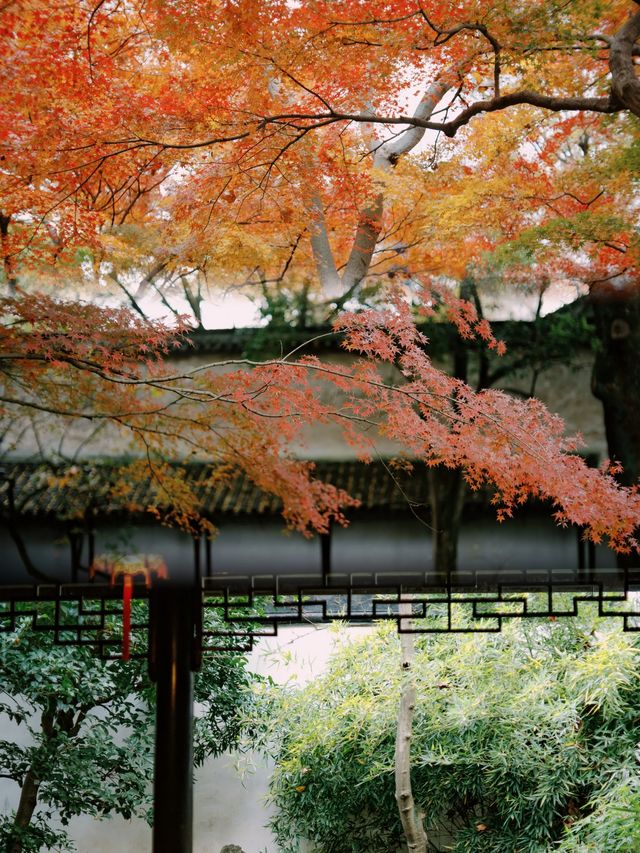 光影園林|與秋同肅！留園
