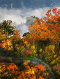 光霧山紅葉之旅：感受秋天的視覺盛宴
