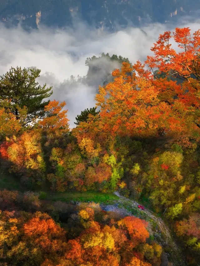 光霧山紅葉之旅：感受秋天的視覺盛宴