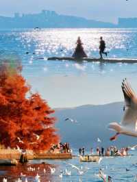海鷗、日出、大海和紅杉樹，就是一整個浪漫……