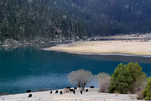 샹그릴라 티베트어 워디코 무바닥 호수, 아름다움에 숨이 멎어요!