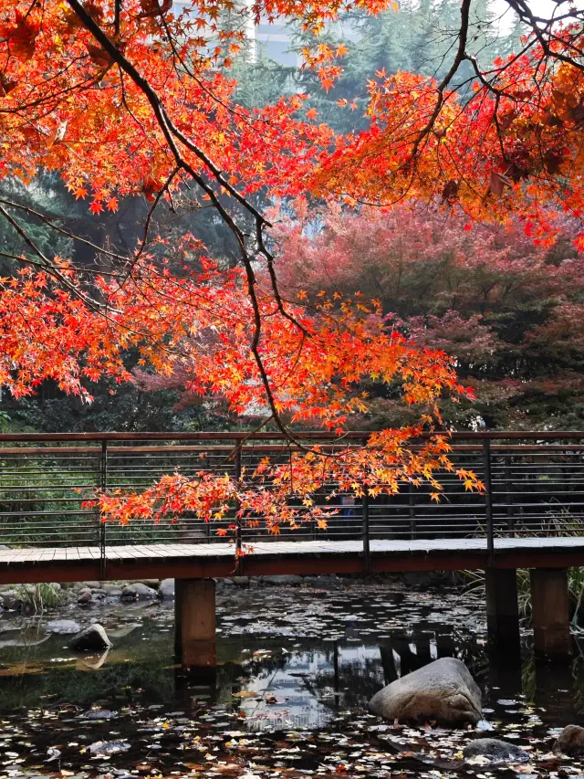 Autumn in Shanghai | The colorful forest in the city center