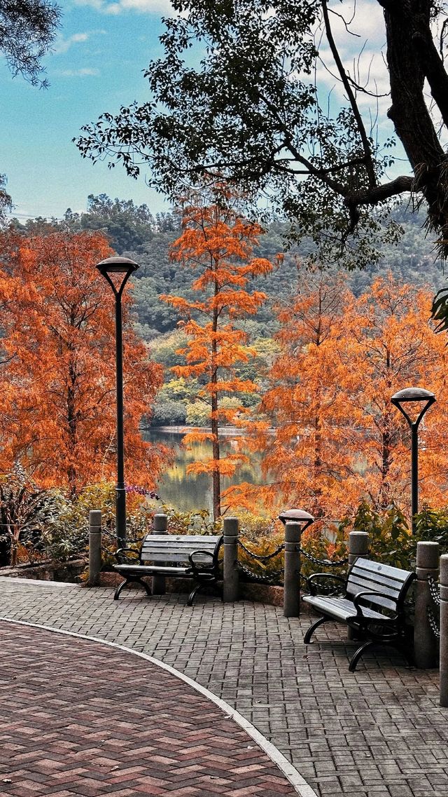 仙湖植物園的落羽杉，又紅了