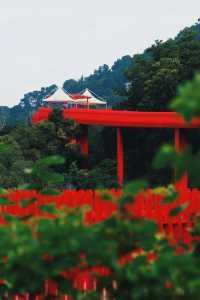 來深圳必打卡絕美公園｜虹橋公園|||