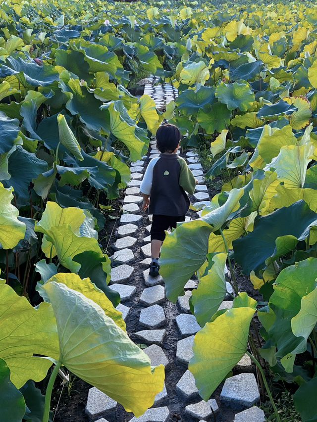 魔都看荷花｜金澤鎮蓮湖村