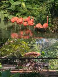 必看廣州動物園國慶遊玩墜強攻略