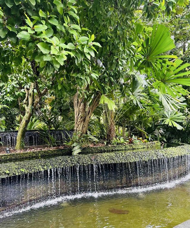 新加坡首個被列為的世界遺產｜新加坡植物園