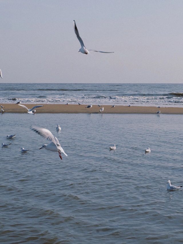 秦皇島|周末兩日遊攻略整理，去看冬日的海！