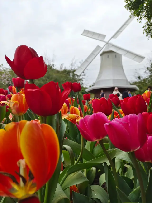 Shenzhen Dutch Flower Town | Tulip Sea