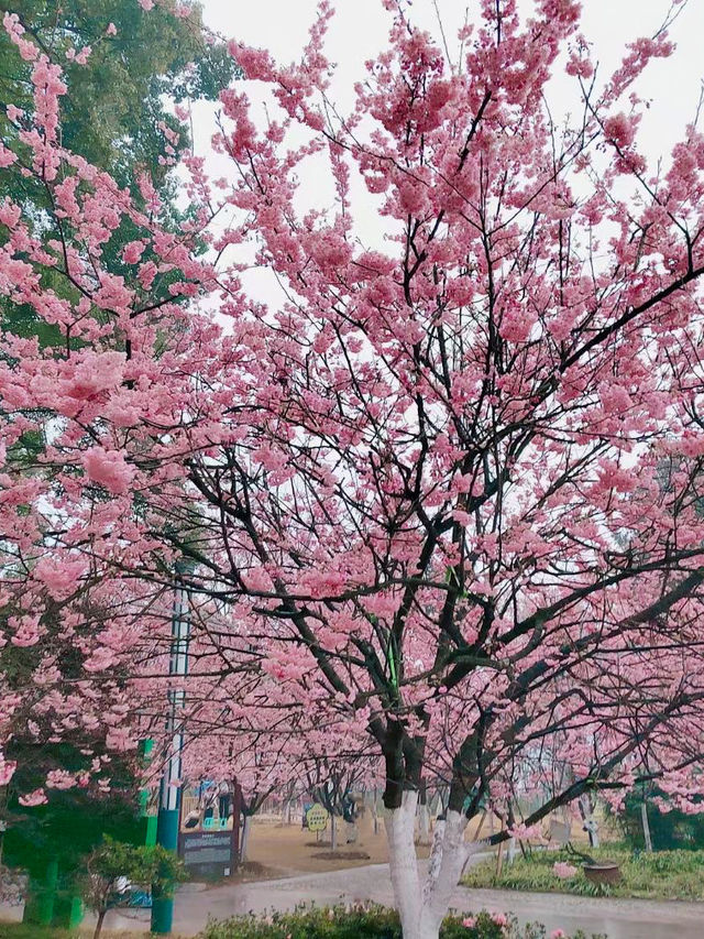 南山植物園櫻花季-拍攝點位收藏版