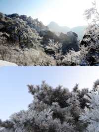 臨沂蒙山|闖進童話世界裡的林海雪原