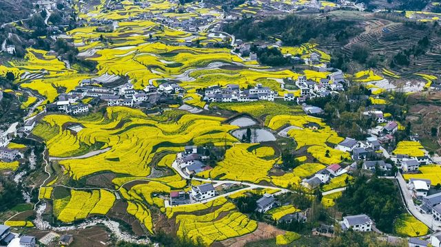 徜徉月河川道，賞清代鳳堰古梯田油菜花海