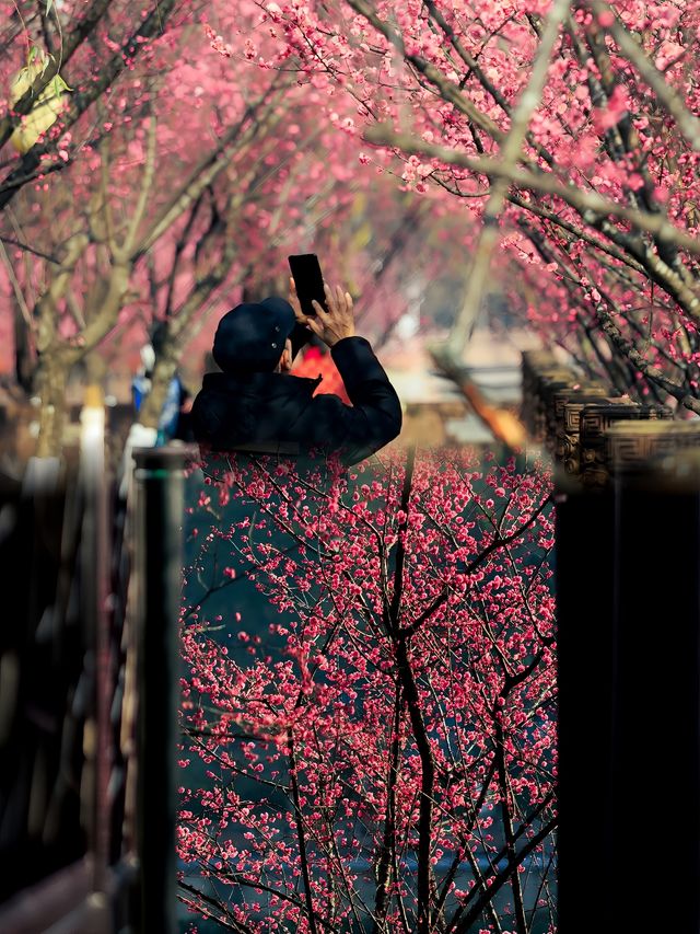 成都今日實拍：望江樓公園的梅花進入盛放期！
