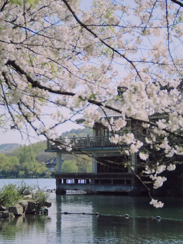 Hangzhou's spring is best for enjoying the blossoming flowers along these recommended routes