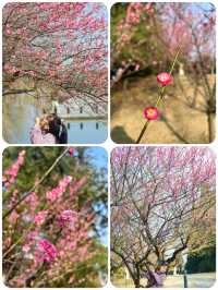 蘇州春日踏青，抓住梅花的尾巴