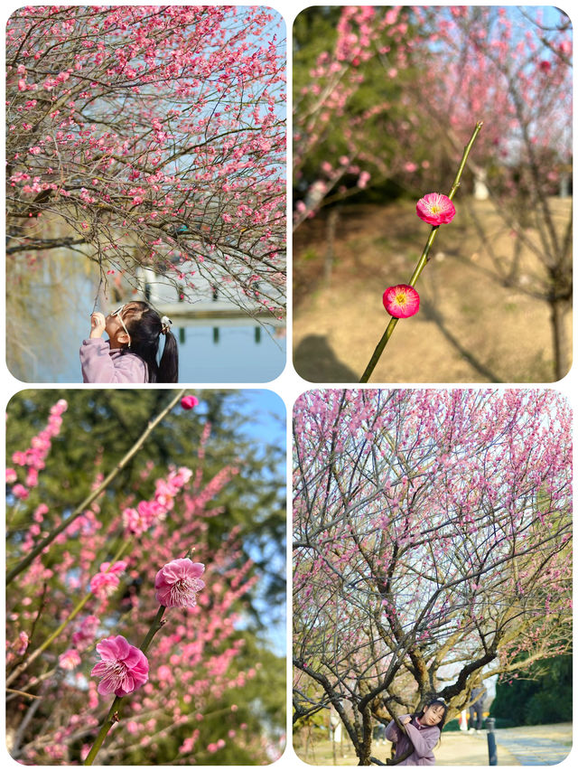 蘇州春日踏青，抓住梅花的尾巴