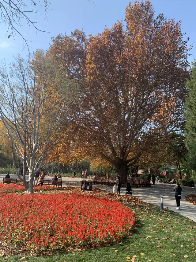 Autumn at Ritan Park