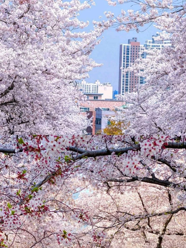 韓國🇰🇷鎮海櫻花，原來韓國櫻花也這麽好看