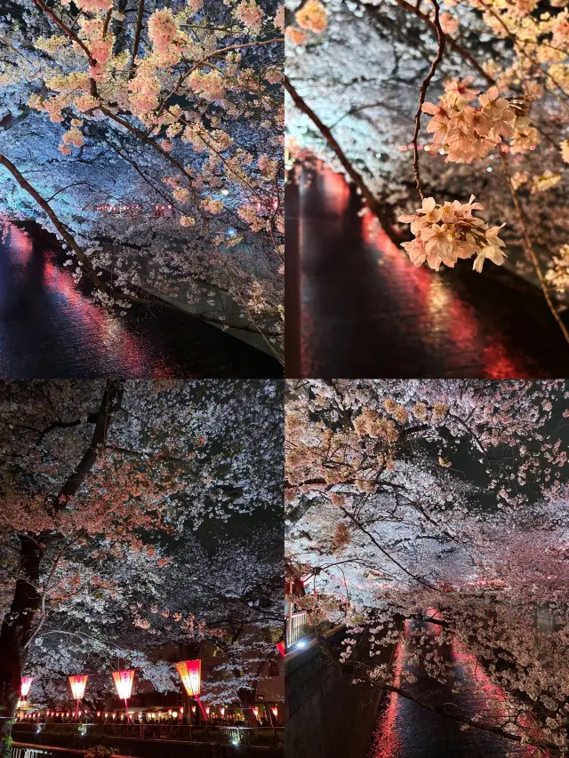 The night cherry blossoms along Meguro River live up to their spectacular reputation