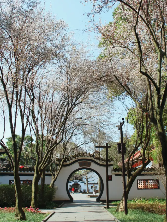 Avoid the crowds! The Wàngcóng Temple in Chengdu has quietly blossomed a long corridor of purple-leaf plums (with strategy)