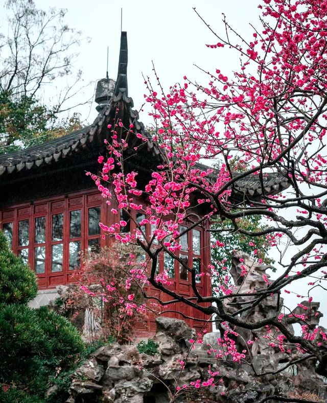 杭州的梅花太美了，一定要來看看