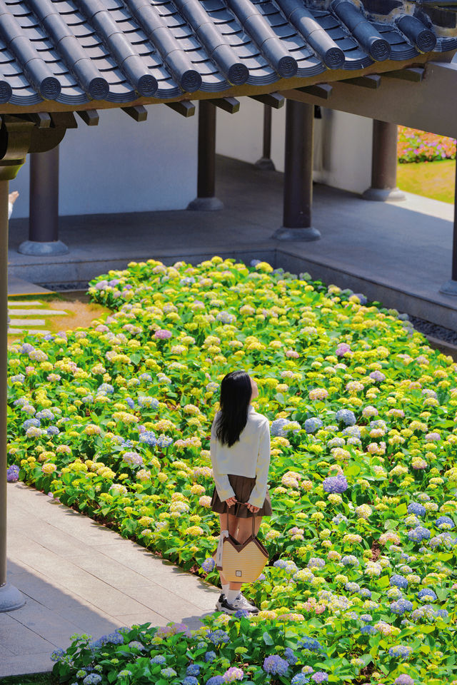 超美！今天文化館這一院子繡球花的含金量誰懂！