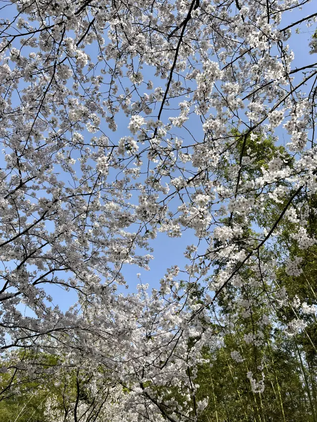 探索城市綠洲—上海世紀公園暢遊指南！