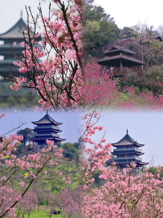 打卡南寧！3月份必去的“賞花聖地”