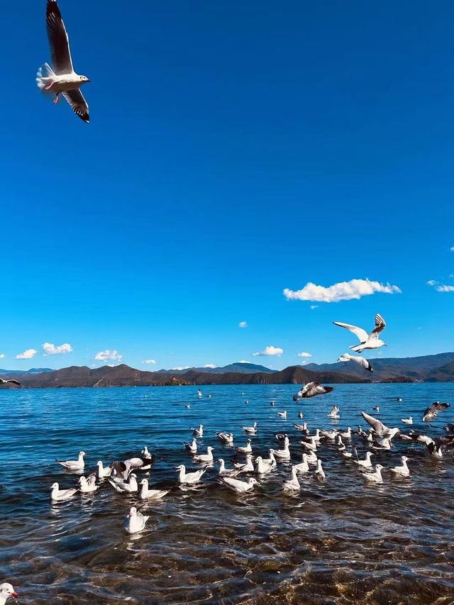 第一次到雲南就挑戰香格里拉