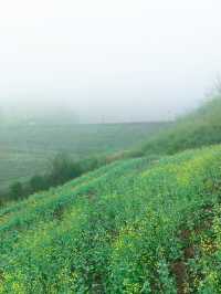 浙江最美的田園，在雨中綻放的油菜花