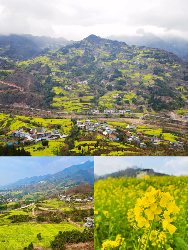 川南最早的油菜花開好啦——宜賓