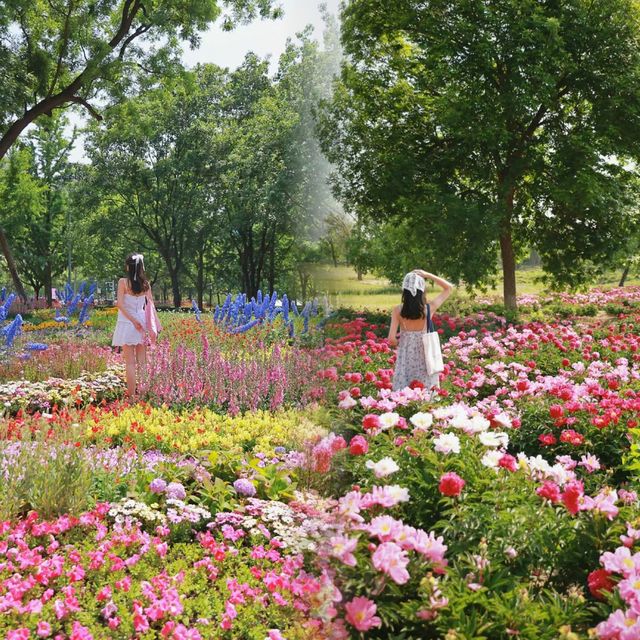 佛山免費花海 佛山免費花海